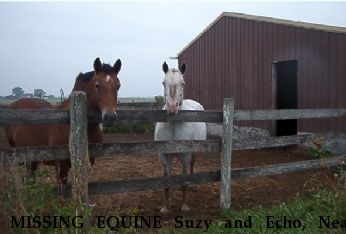 MISSING EQUINE Suzy and Echo, Near Harvard, IL, 60033
